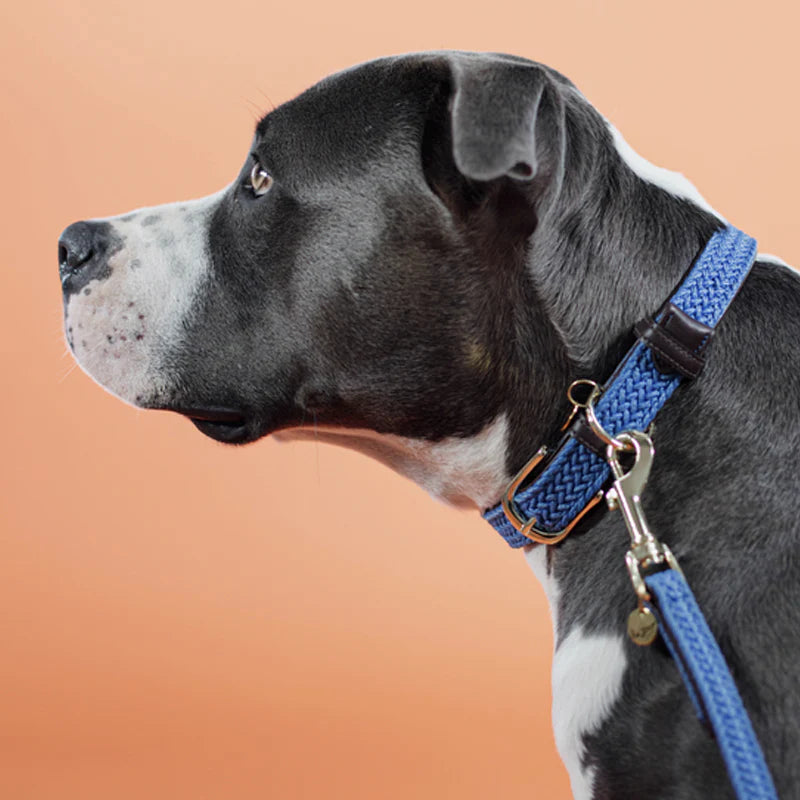 Kentucky Dogwear - Nylon tressé collier de chien bleu clair | - Ohlala