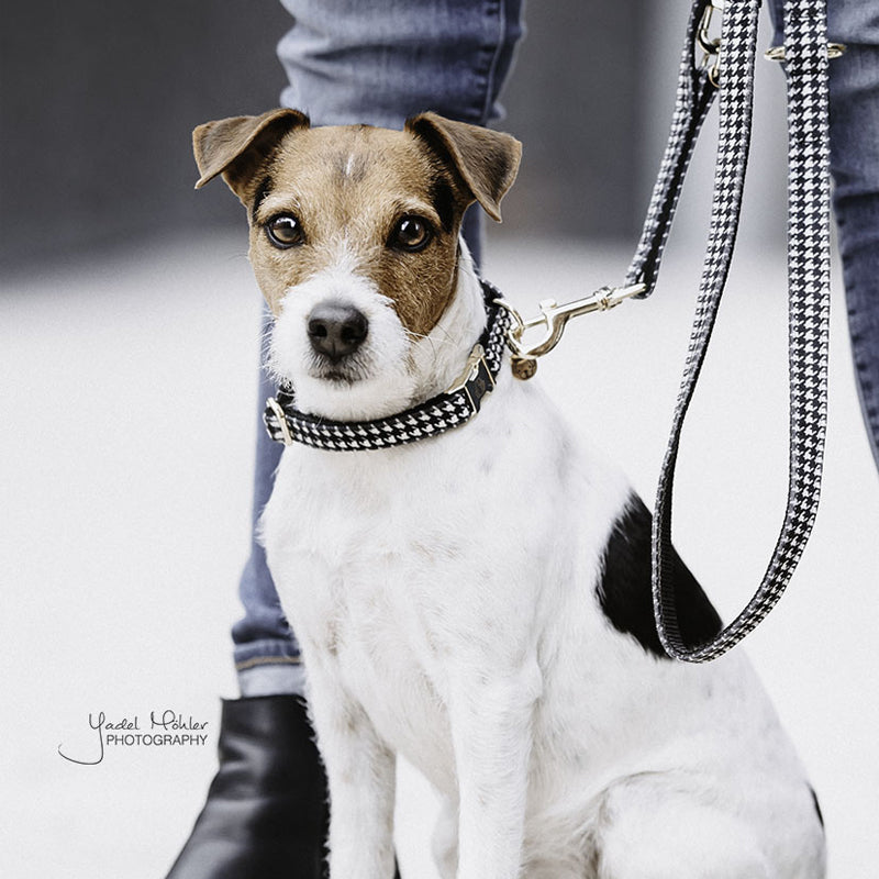 Kentucky Dogwear - Collier pour chien Pied de poule noir | - Ohlala