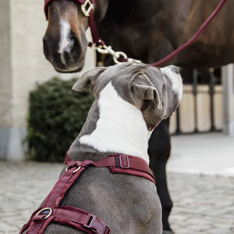 Kentucky Dogwear - Harnais pour chien actif velours bordeaux | - Ohlala