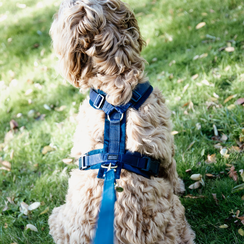 Kentucky Dogwear - Laisse pour chien Velvet 2m marine | - Ohlala